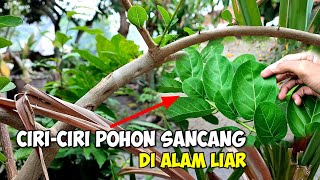 CIRICIRI POHON SANCANG DI ALAM LIAR  BONSAI PREMNA MICROPHYLLA [upl. by Korey]