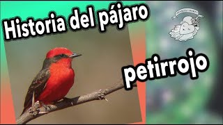 HISTORIA DEL PÁJARO PETIRROJO [upl. by Ssyla98]