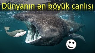 Dünyanın ən böyük canlısı I Göy balina I Heyvanlar aləmi [upl. by Schlosser]