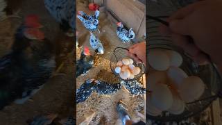 How Many Eggs Did The Chickens Lay chickeneggs [upl. by Ramonda582]