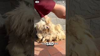 Ugly Stray Dog Turns Into A Beauty After A Makeover ❤️ animalrescue dogshorts dog [upl. by Llohcin]