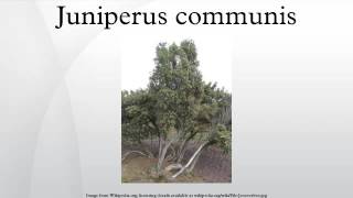 Juniperus communis [upl. by Adis]