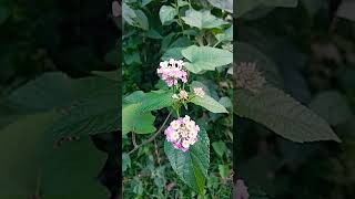 Lantana camaracommonly called as quotPutusquot [upl. by Hjerpe14]