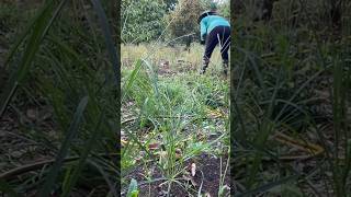 Durian Tree Care amp Fertilizing  Best Organic Farming Techniques for Healthy Growth [upl. by Louth]