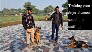 Training your dogs advance searching sniffing Dog training TM farm dog canal pakistanpoint [upl. by Emelia26]