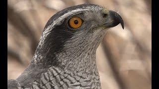 Falconry Introduction to goshawks [upl. by Ahsil827]