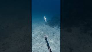 The BEST way to shoot a Dogtooth Tuna [upl. by Leanatan]