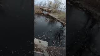 Catching a black bullhead catfish with a ultra light rod [upl. by Nyllaf319]