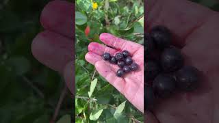 Picking Aronia Berries Is Very Easy 11 pounds per hour aronia aroniaberry [upl. by Ardnahcal]