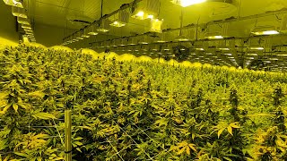 Take a tour of the largest cannabis grow facility in NJ [upl. by Meekahs]