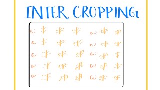 Class9 Biology Improvement in Food Resources Cropping Patterns Inter Cropping [upl. by Anailil]