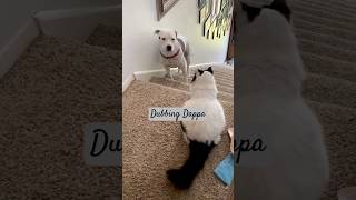 Funny Dog and Cat Voice cat dog funny comedy animals shorts shortsfeed funnyanimals [upl. by Nylyrehc250]