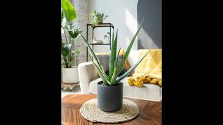 How to Care for Aloe Vera Plants [upl. by Sabrina]