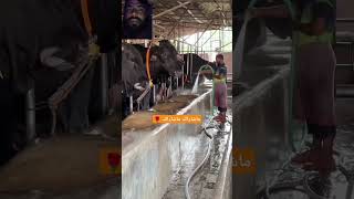 Cow at Bangladesh farming dairy cow [upl. by Anirrak13]