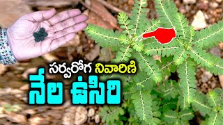 నేల ఉసిరి గురించి ఈ నిజాలు తెలిస్తే అస్సలు వదిలిపెట్టరు  nela usiri uses in telugu kskhome [upl. by Novit303]