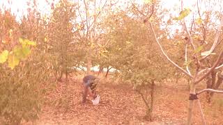 Manual picking of last walnuts [upl. by Akiehsal636]