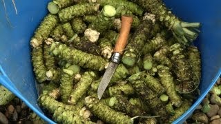 Cultivating Wasabi A Labor of Love and Sustainability [upl. by Eenar]