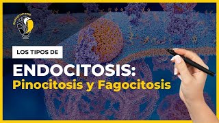 ENDOCITOSIS 🧠 Fagocitosis pinocitosis y endocitosis mediada por receptores 🔥 [upl. by Aitnom]