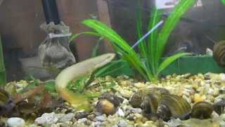 Bichir and butterfly fish aquarium [upl. by Frissell]