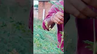 Moringa tree growing so fast moringa drumstickfarming agroforestry plantation [upl. by Covell117]