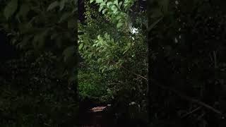 raining ⛈️☔ at night in my Garden 🏡garden trees grass rain rainsounds waternature frontyard [upl. by Ericka]