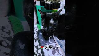 遊びながら😻 shorts Rescue Cat YamatoYou Channel [upl. by Langer153]