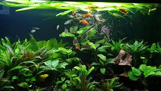 Planted Community Aquarium Fish feast on Daphnia [upl. by Yentyrb]