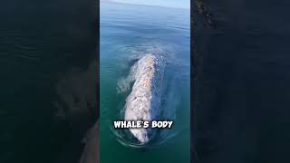 Removing Barnacles from a Whale  Heartwarming Moment shorts [upl. by Matthus]