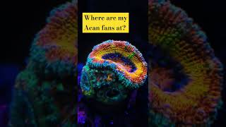 Acan Lord AKA Micromussa Lordhowensis  find it at wwwqueencityreefscom aquarium reefing reef [upl. by Aerdnad]