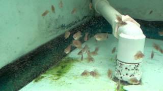 Discus Fry Eating Live Baby Brine Shrimp [upl. by O'Neill]