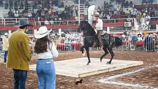 🏆 CABALLOS IBEROS BAILADORES ⭐ [upl. by Cornelie]