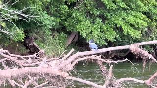 Belted Kingfisher Flies Away [upl. by Bennink]