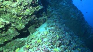 Moorea Deep Dive Highlights [upl. by Aisha]