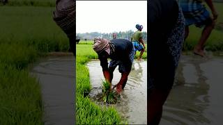 Uprooting Paddy Seedlings shorts [upl. by Malynda]