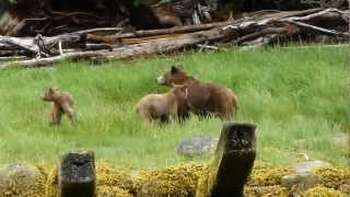 Danger nearby scares grizzly bears 20120623120127m2ts [upl. by Aihsenak]