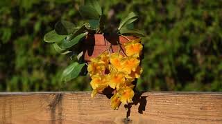 How I make orchid Dendrobium aggregatum Dlindleyi bloom April 2023 [upl. by Akyeluz]