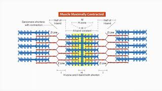 Structure and function of a sarcomere  Physiology of Sport and Exercise [upl. by Ilrahs]