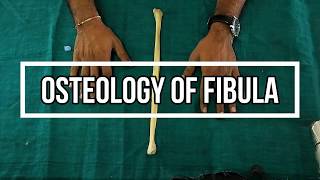 Osteology of Fibula [upl. by Anny]