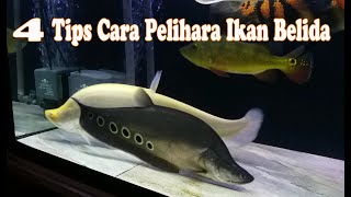 4 TIPS CARA PELIHARA IKAN BELIDA [upl. by Hyacinthe309]