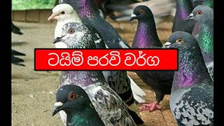 Types of Timing pigeons l ටයිම් පරවි වර්ග [upl. by Edva838]