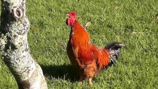 Rooster nonstop crowing sounds alarm clock in the early morning [upl. by Eleonora]