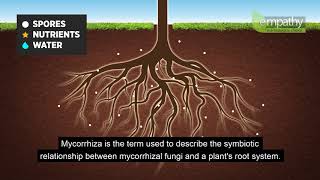 Mycorrhizal Fungi Animation [upl. by Landing]