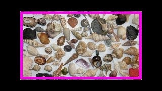 What are the most common types of seashells [upl. by Anirb728]