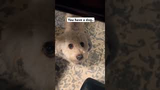 Placing himself to the weakest link… momo maltipoo food funny shorts [upl. by Akinet]