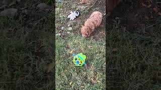 Barney toy poodle [upl. by Teeniv]