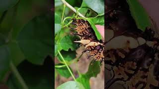 Giant caterpillars Troides aeacus the golden birdwing [upl. by Jarrell893]