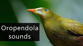 The fascinating sounds of the Oropendola bird [upl. by Adiam497]