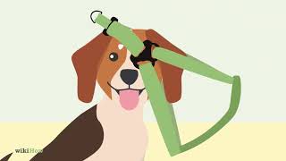 How to Put on a Dog Harness [upl. by Bud]