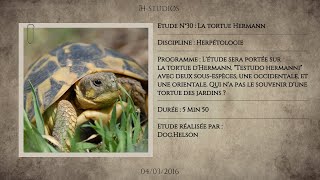 LA TORTUE DHERMANN  TESTUDO HERMANNI  Tortue dHermann occidentaleorientale [upl. by Araiet958]