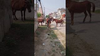 Horse Ride 🙉🙉 hobbledown Hounslow shorts viralshorts ytshorts fyp themepark amusementpark [upl. by Krishna]